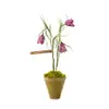 Mini Fritilaria Plant by The Green Vase