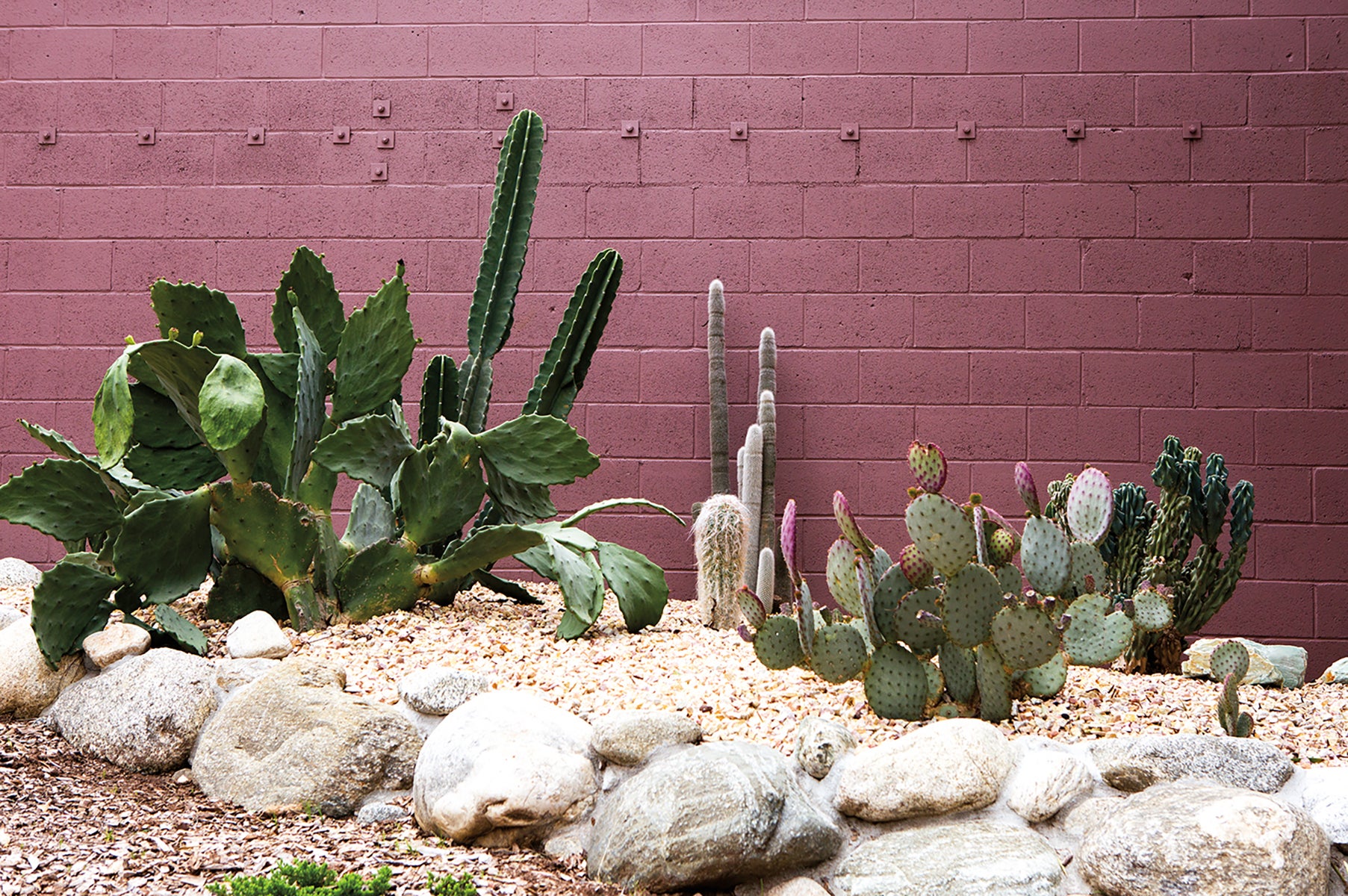 cactus bed in backyard