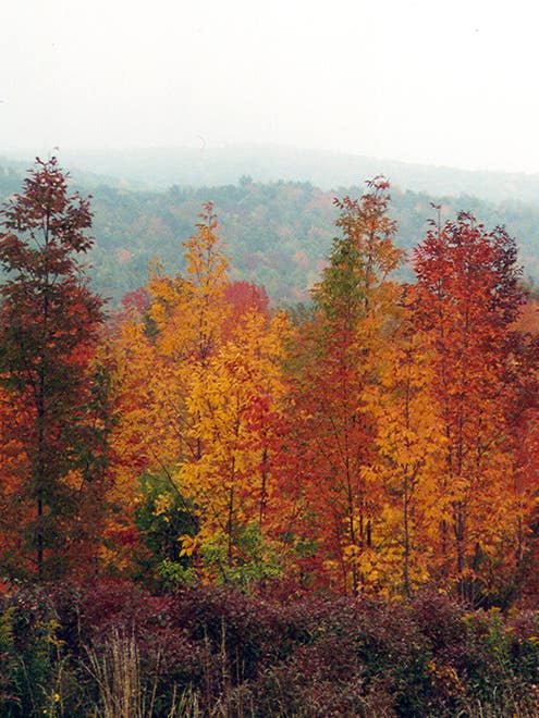 forest of trees with colorful fall leaves