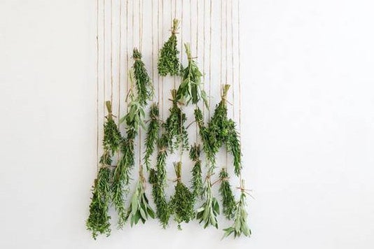 assortment of herbs hanging upside down to dry