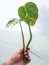 clipping of plant