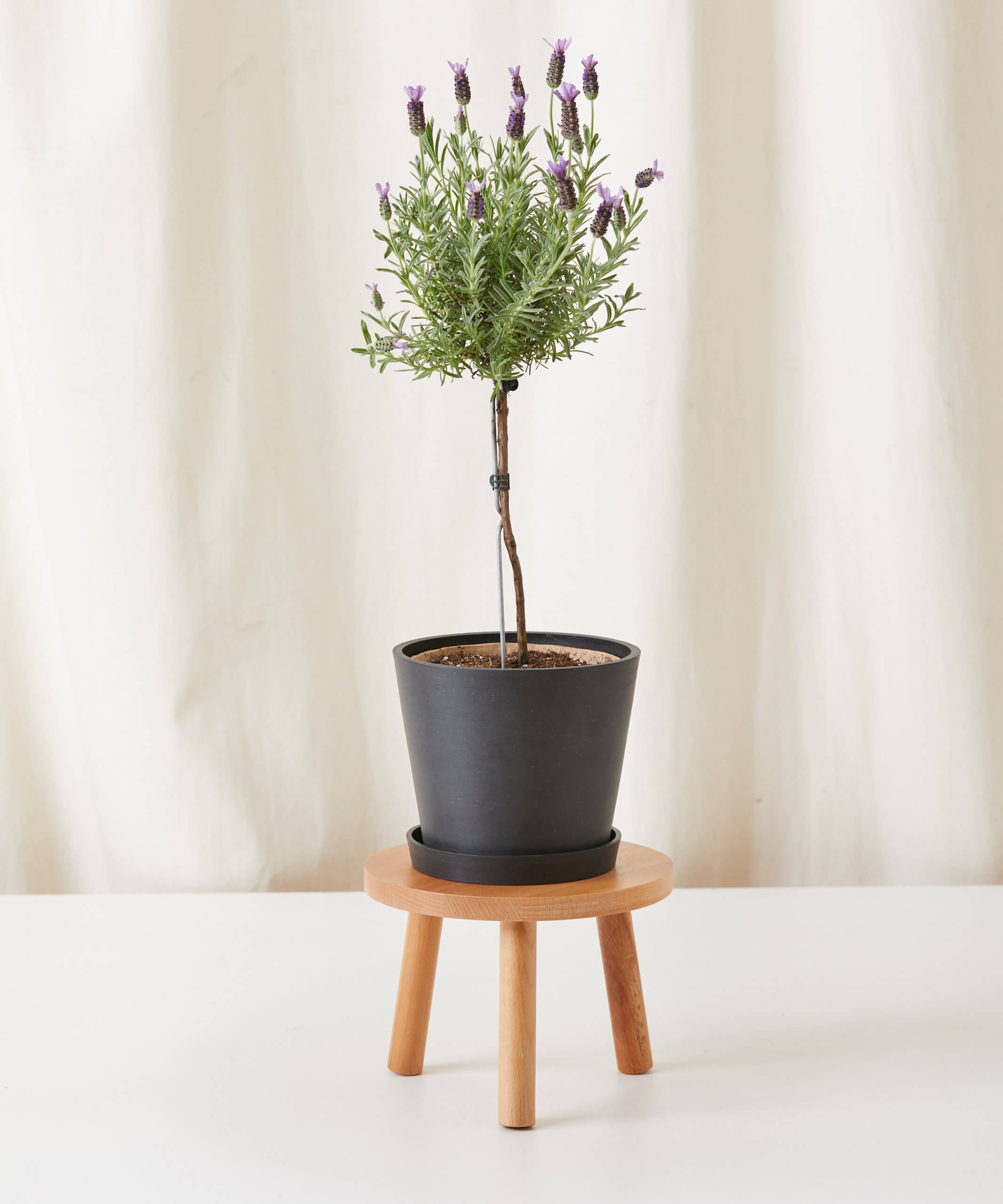 lavender tree