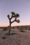 Joshua Tree Casita Rental Desert Exterior