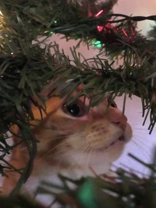 cats in christmas trees