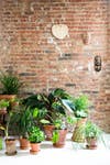 Renovating a Bathroom Turned This Apartment Into a Dream Home plants
