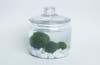 marimo plant in container