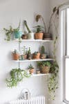 plant wall succulents