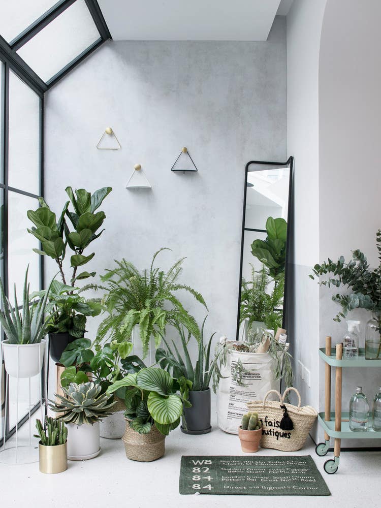 plant filled home decor