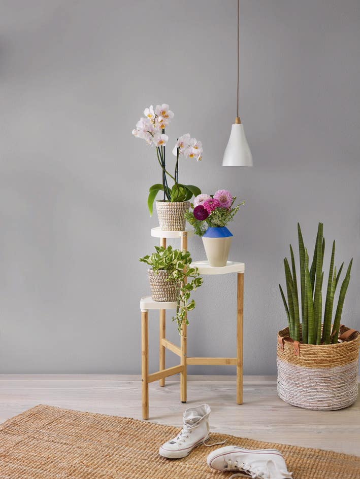 The Unexpected Place to Find Cheap and Chic Plants Right Now