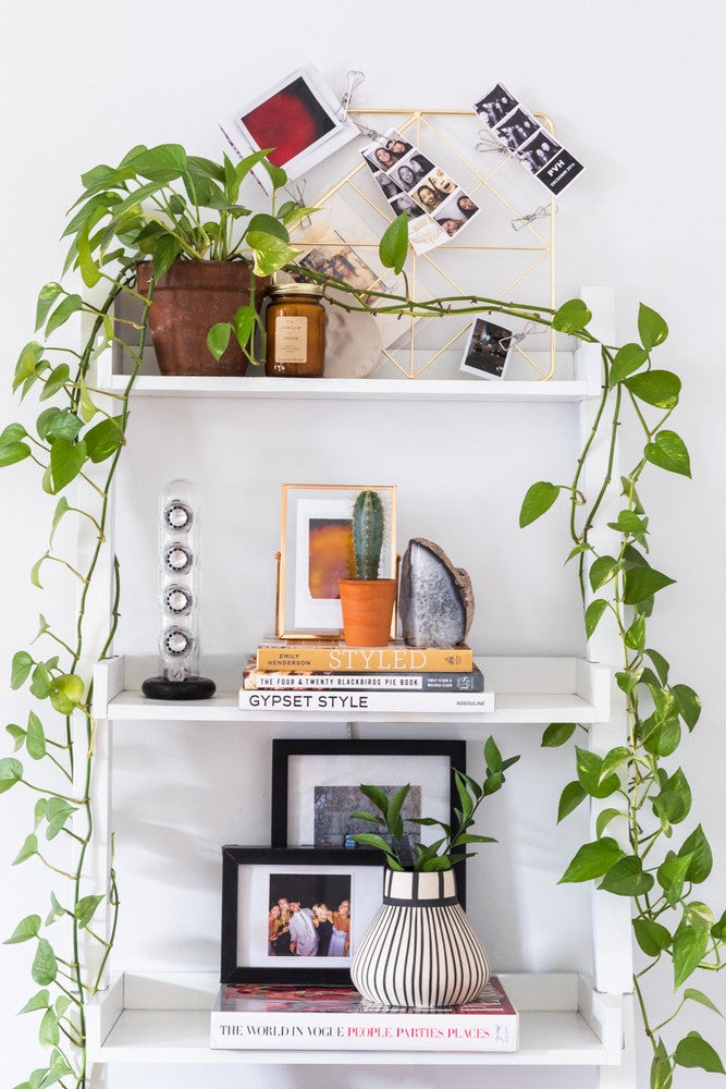 houseplants on bookshelf