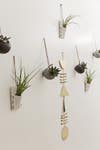hanging air plants on the wall