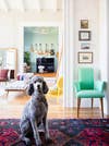 stylish poodle in entryway
