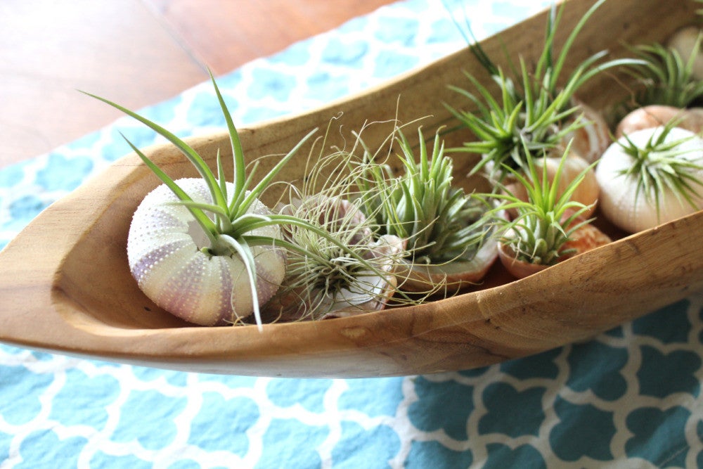 how to decorate with house plants