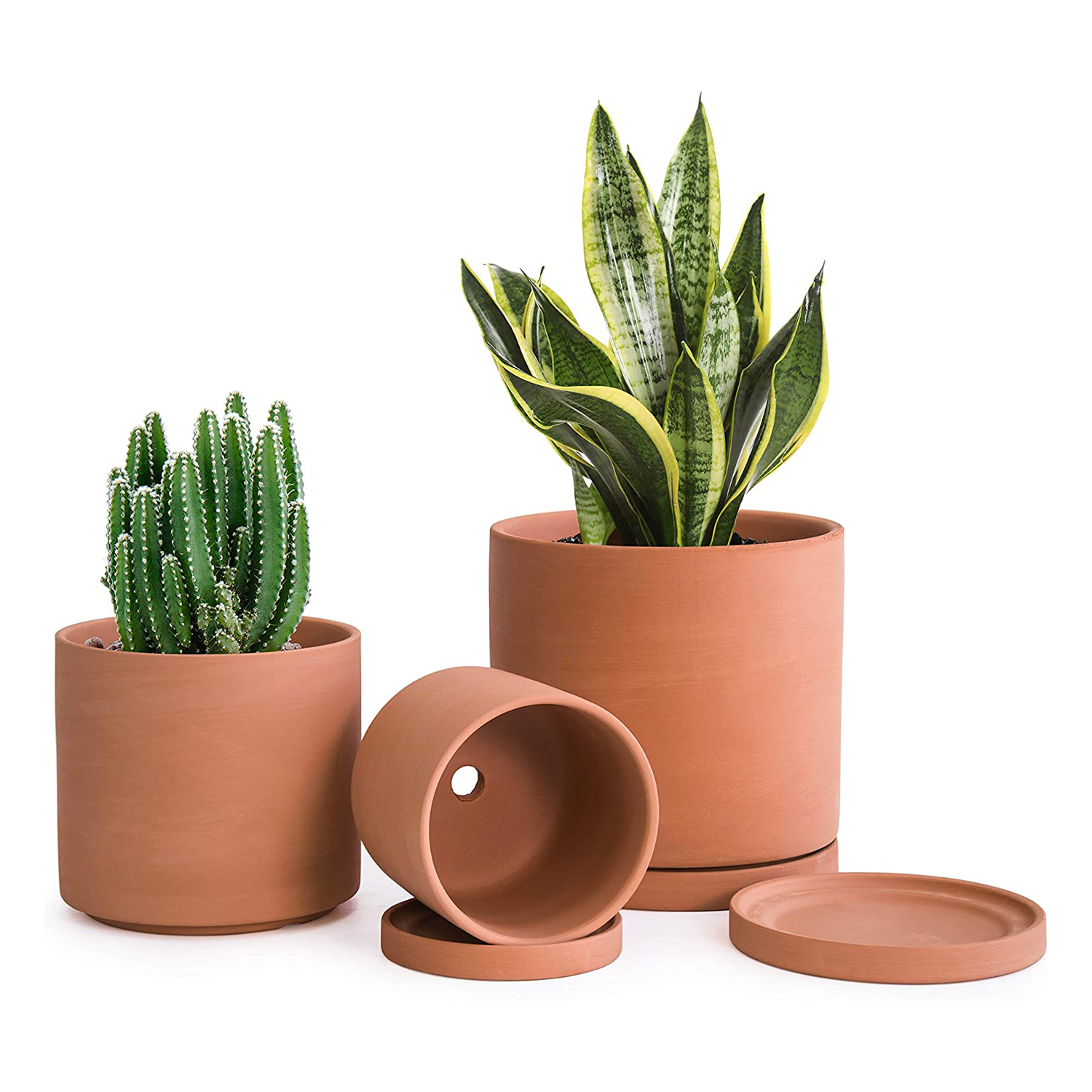 terracotta planters with snake plant