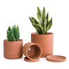terracotta planters with snake plant