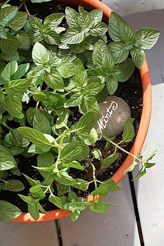 easy herb markers