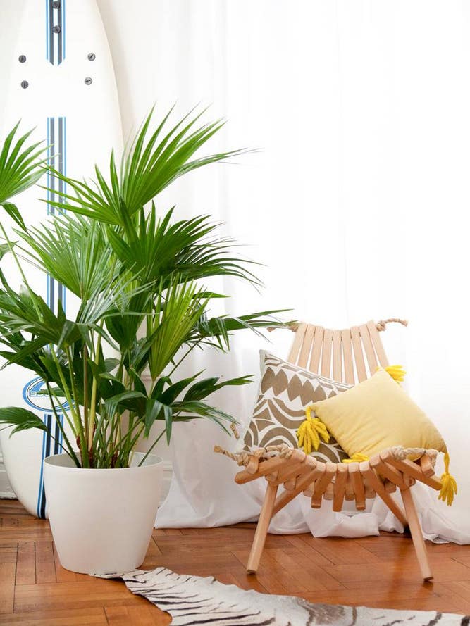 wood chair with zebra rug and plant