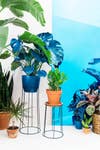 minimalist wire planter base blue mirror and plants