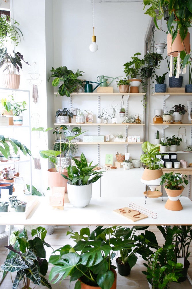 The Chic Houseplants You Should Be Buying in 2018