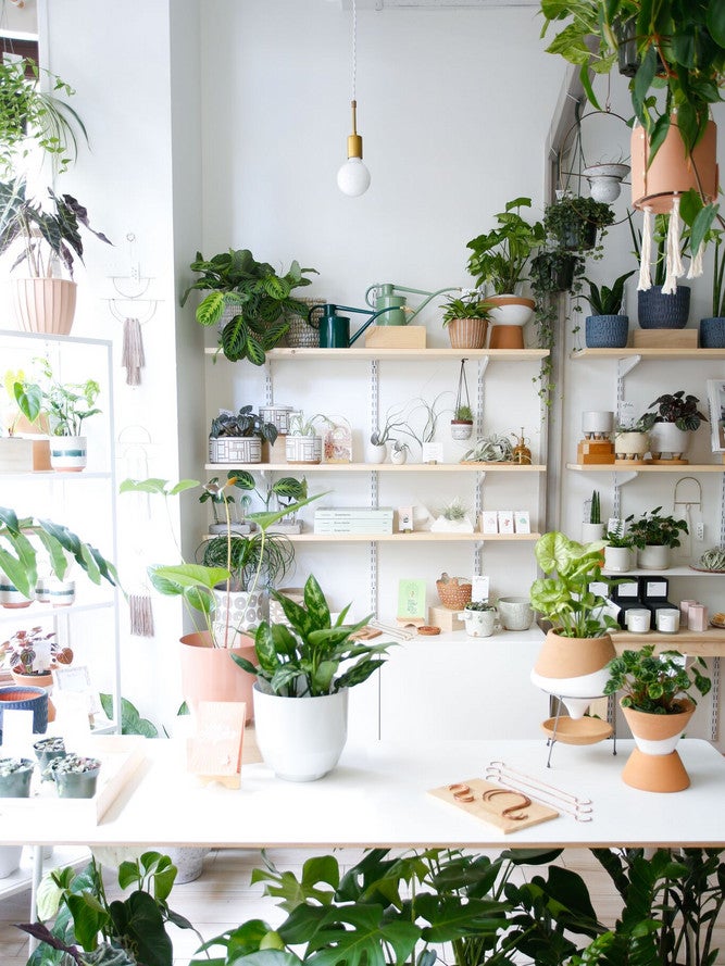 The Chic Houseplants You Should Be Buying in 2018