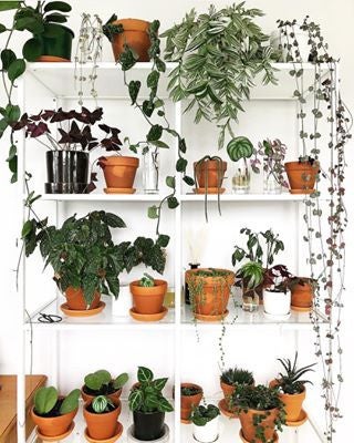 Plants photo