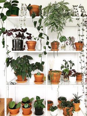21 Plant-Filled Instagrams That Will Turn Your Black Thumb Green