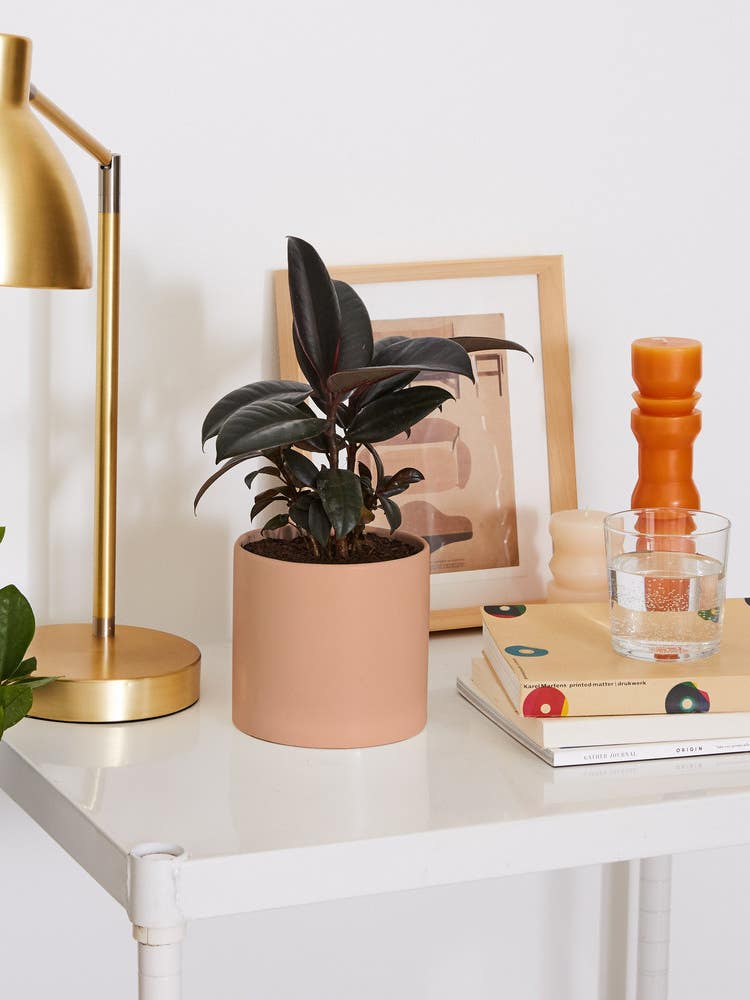 8 Houseplants Designers Currently Swear By