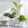 Best Patio Decorating Ideas Plants In White Room