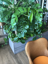 Spring 2017 Color Palette Green Plants Orange Chair