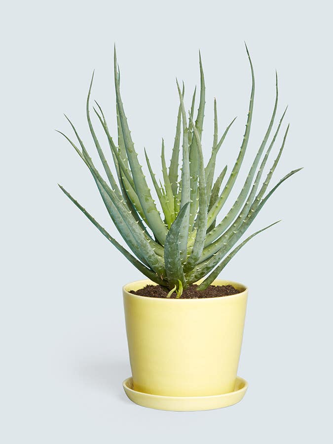 We Found The Coolest Indoor Planters And They’re All Under $100