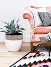 plant next to couch with graphic rug