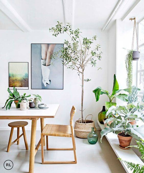 dining-room-decor-dining-room-plants