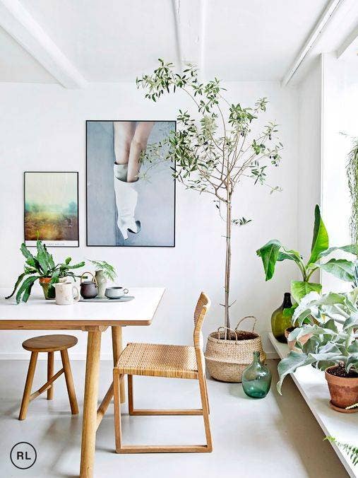 dining-room-decor-dining-room-plants