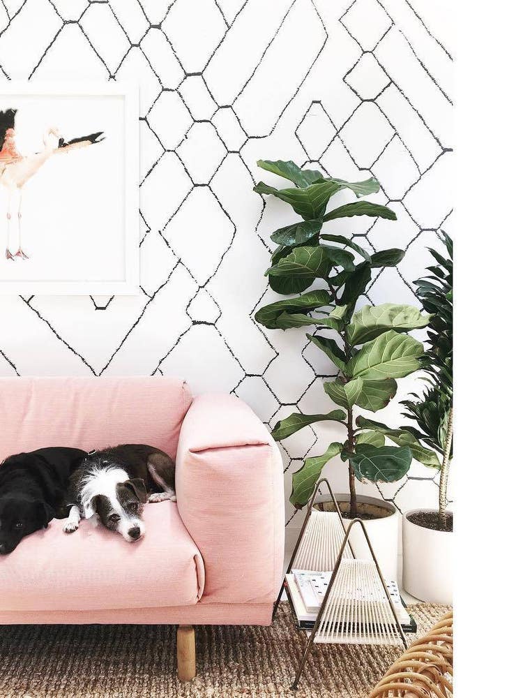 home-decor-patterns-pink-sofa-with-dog
