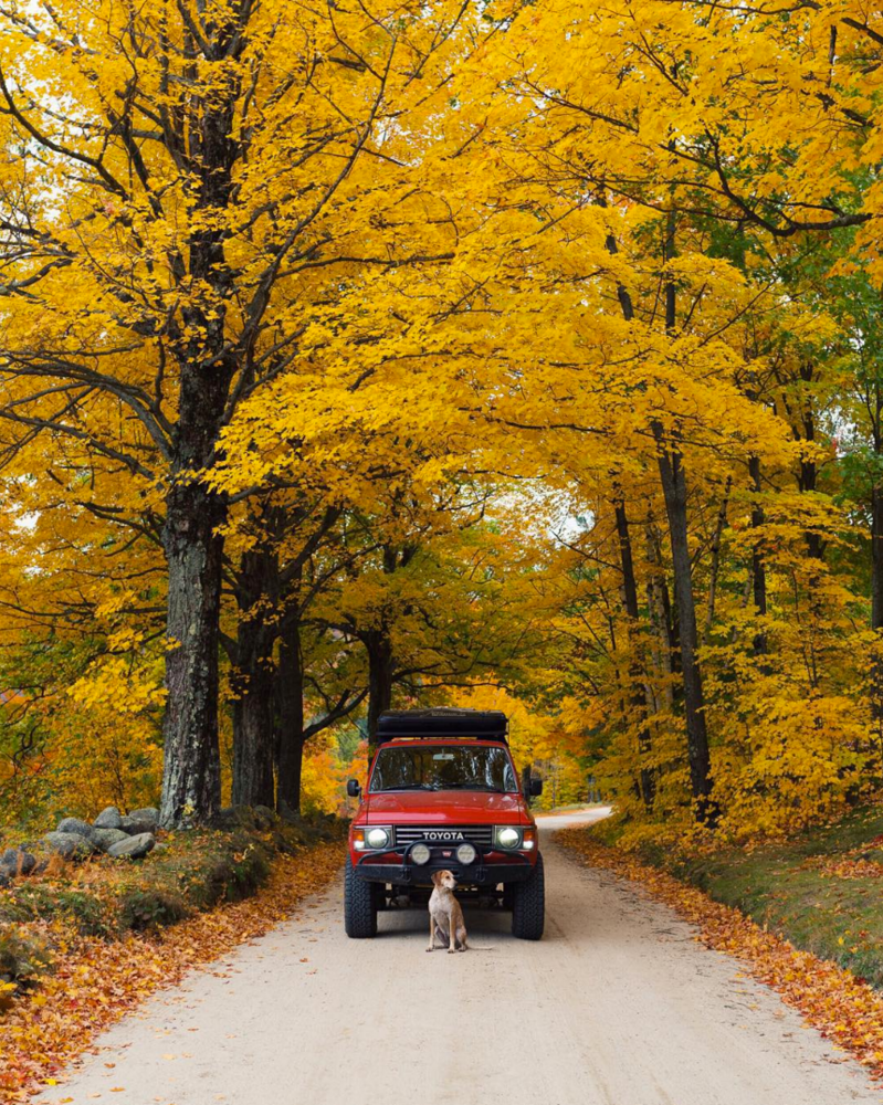 fall leaves red truck on road with foliage