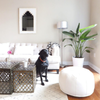 pet friendly rooms black lab in white living room