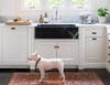 pet friendly rooms bull terrier in white kitchen with orange rug