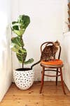 pet friendly rooms cat on orange dining chair