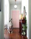 pet friendly rooms great dane in entry with pink door