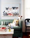 pet friendly rooms jack russell terriers on green sofa