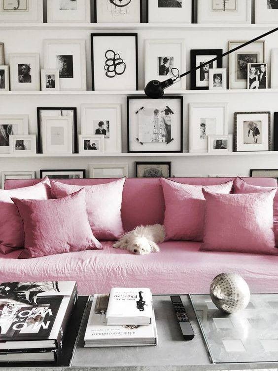 pet friendly rooms maltese on pink sofa