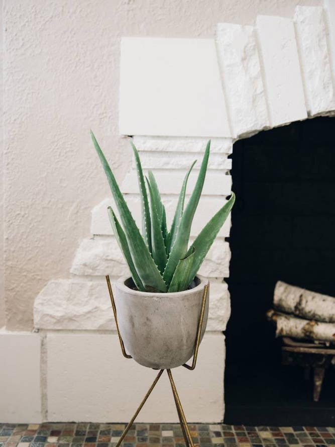 aloe vera uses aloe vera in stone planter by fireplace