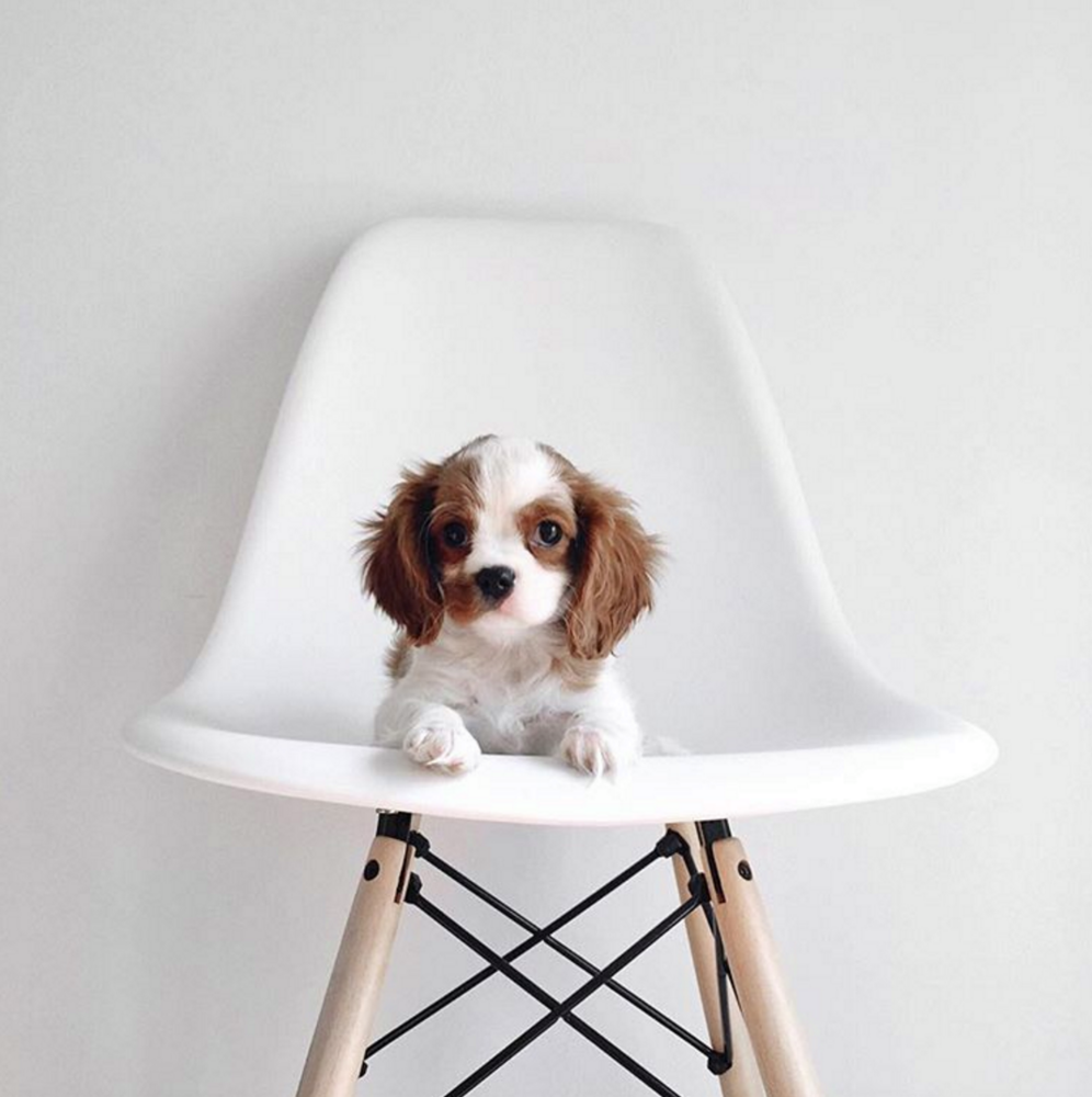 Cute Animals To Follow On Instagram Lucas Cavalier White Chair