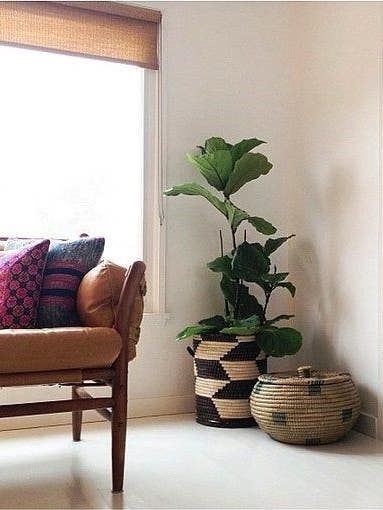 house plants for people who are bad at house plants