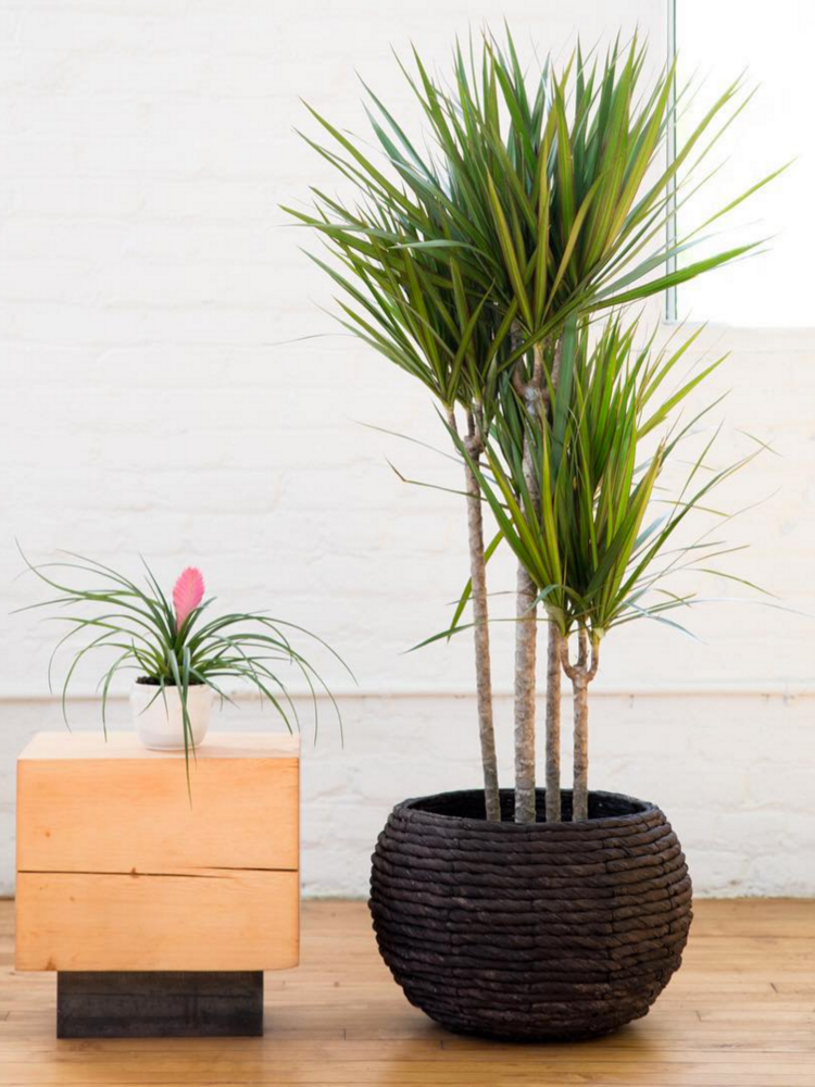 Hot Tip: DIY A Basket Planter