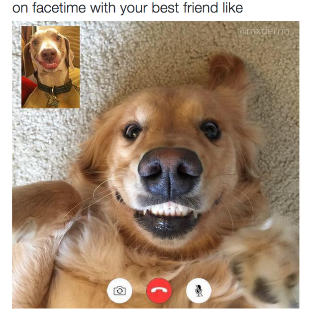 dogs-facetiming
