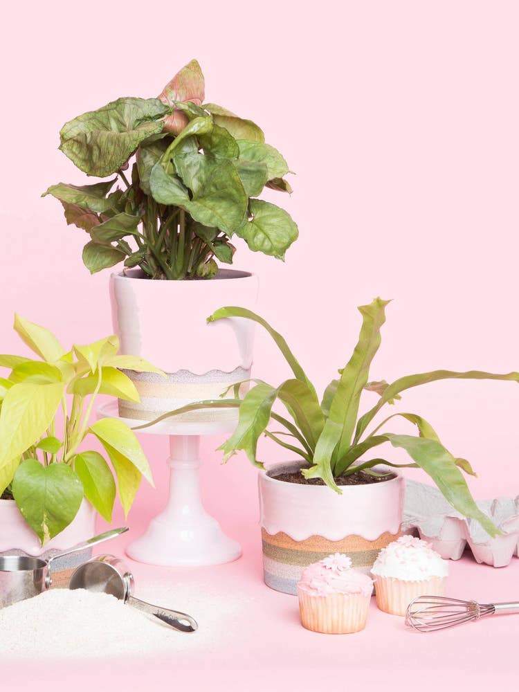the-sill-pink-planters
