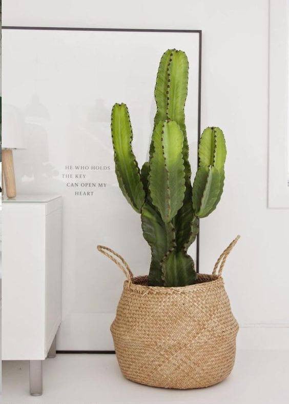Storage Basket Ideas  basket with cactus