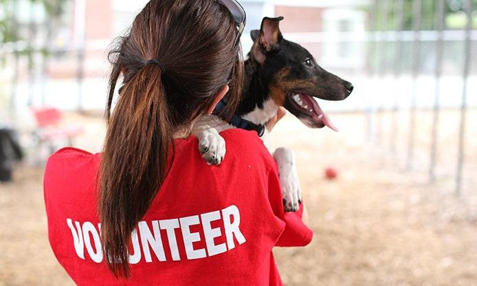 Fun Summer Friday Ideas dog shelter volunteer