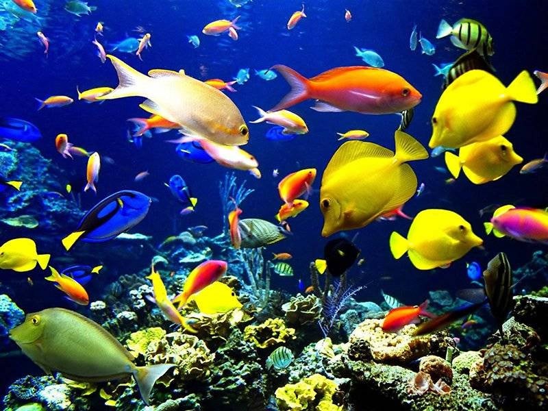 Fun Summer Friday Ideas fish swimming in an aquarium